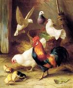 unknow artist Poultry 131 oil painting reproduction